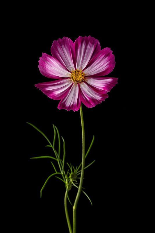 цветы, флора, лепестки, природа, космея Космея фото превью