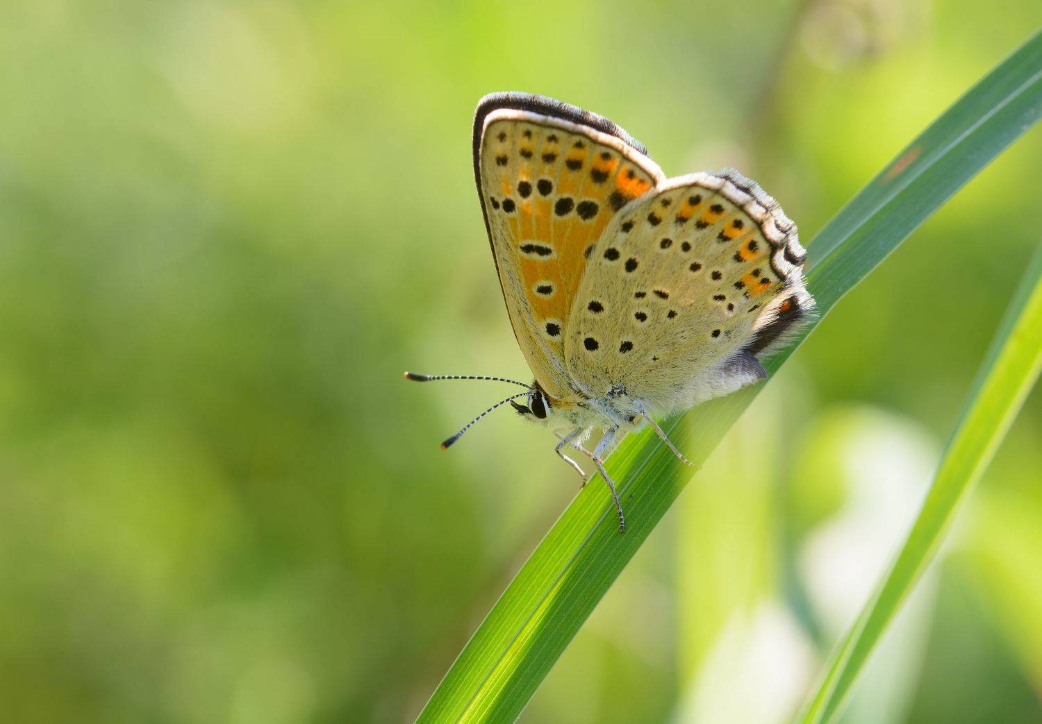 червонец пятнистый, lycaena phlaeas, голубянки, lycaenidae, бабочка, утро, Павел Черенков