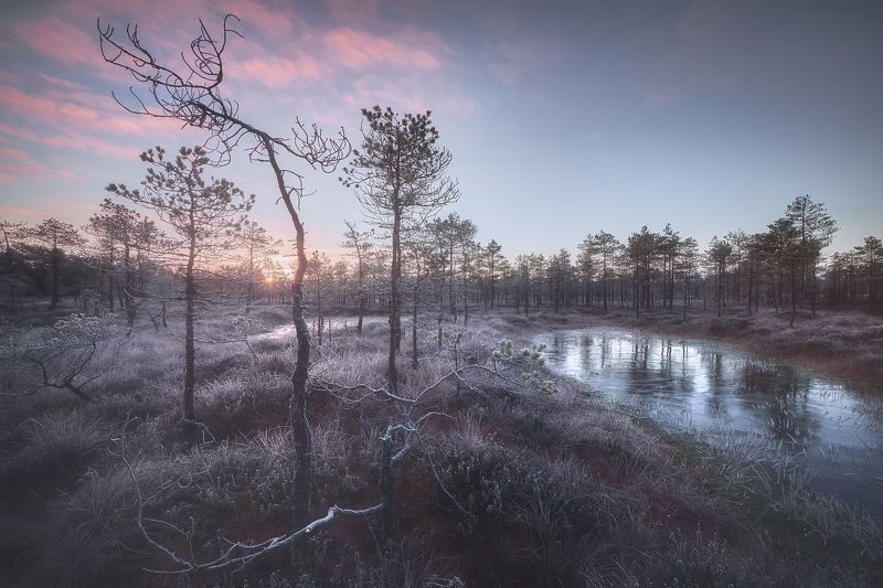 Иней фото превью