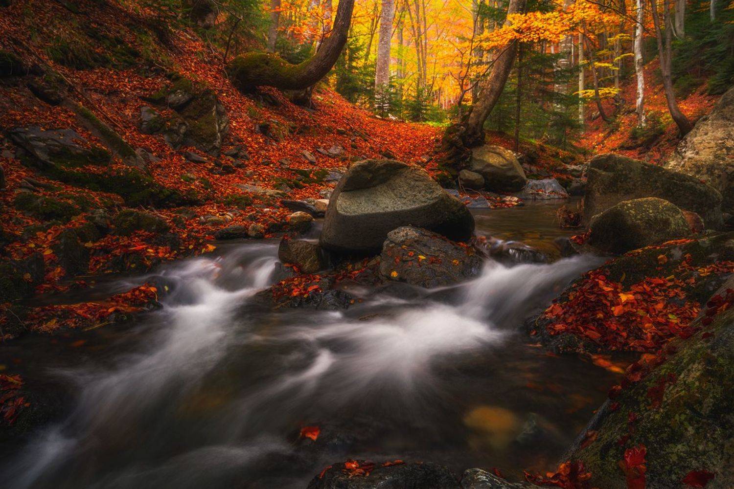 landscape, nature, scenery, forest, wood, autumn, fall, river, mountain, staraplanina, bulgaria, лес, Александър Александров
