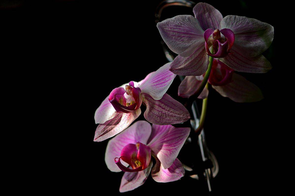 , Николаев Владимир