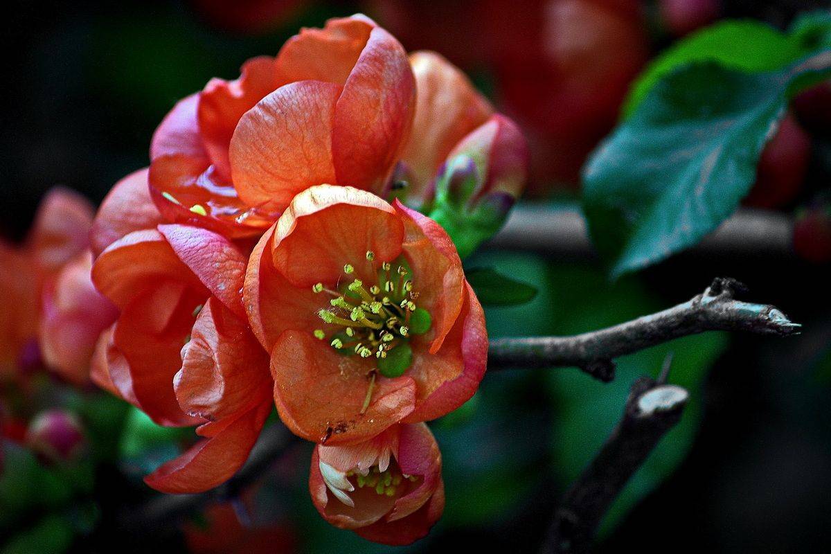 , Николаев Владимир