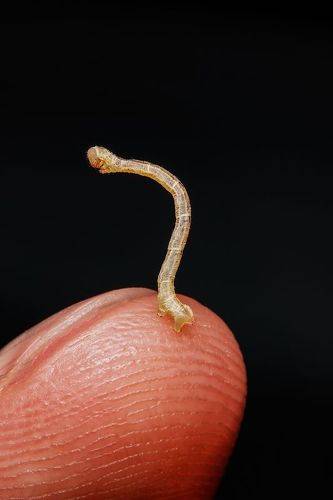 Tiny caterpillar