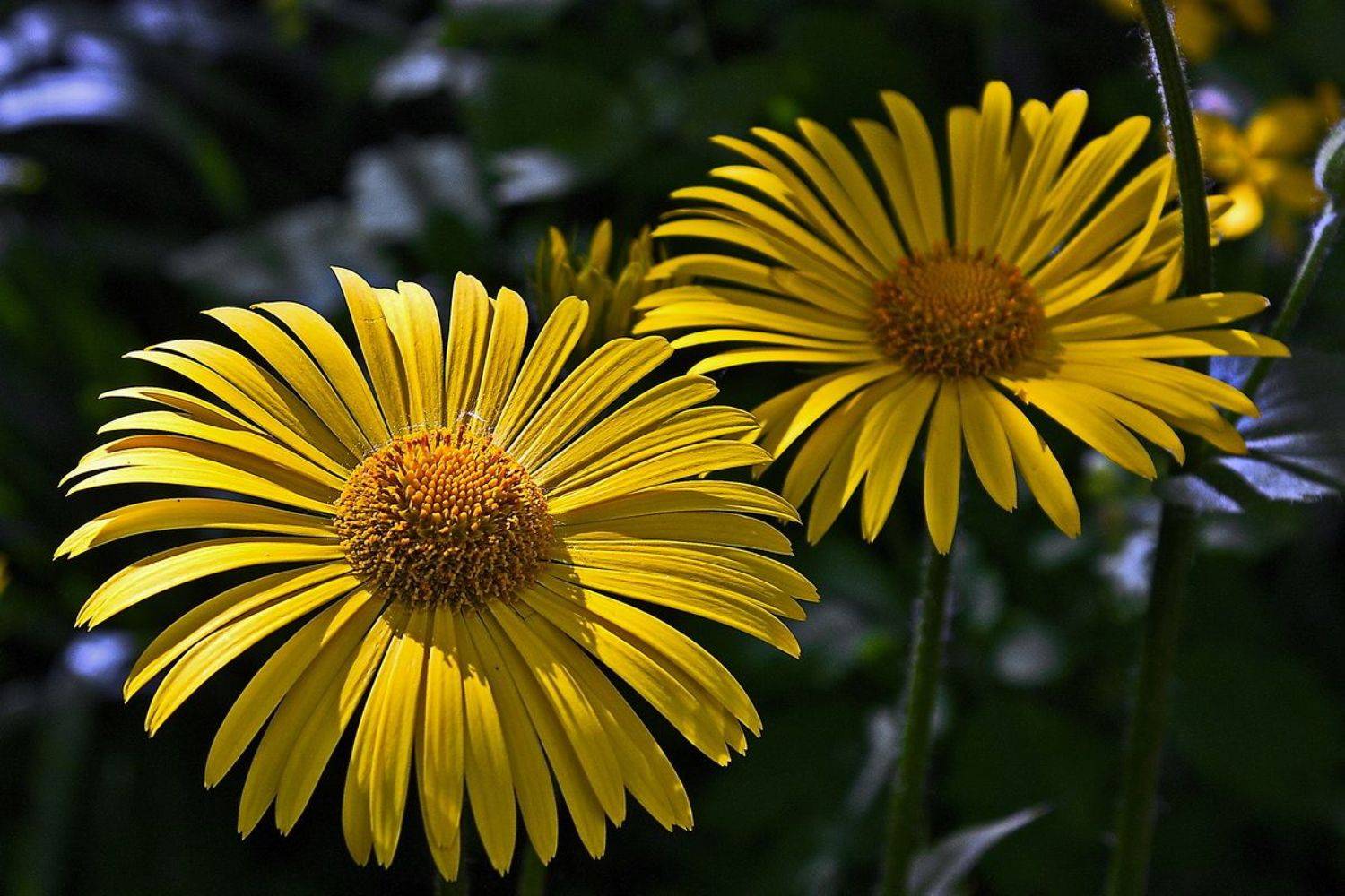 , Николаев Владимир