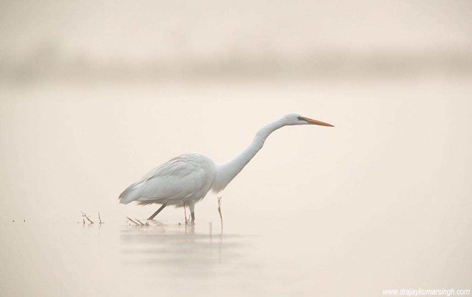 Great egret foggy morning, Dr Ajay Kumar Singh