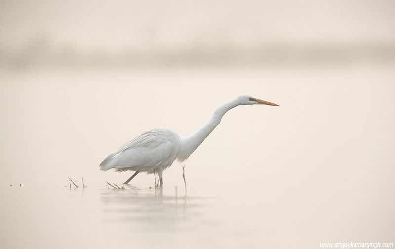 Great egret foggy morning Great Egret фото превью