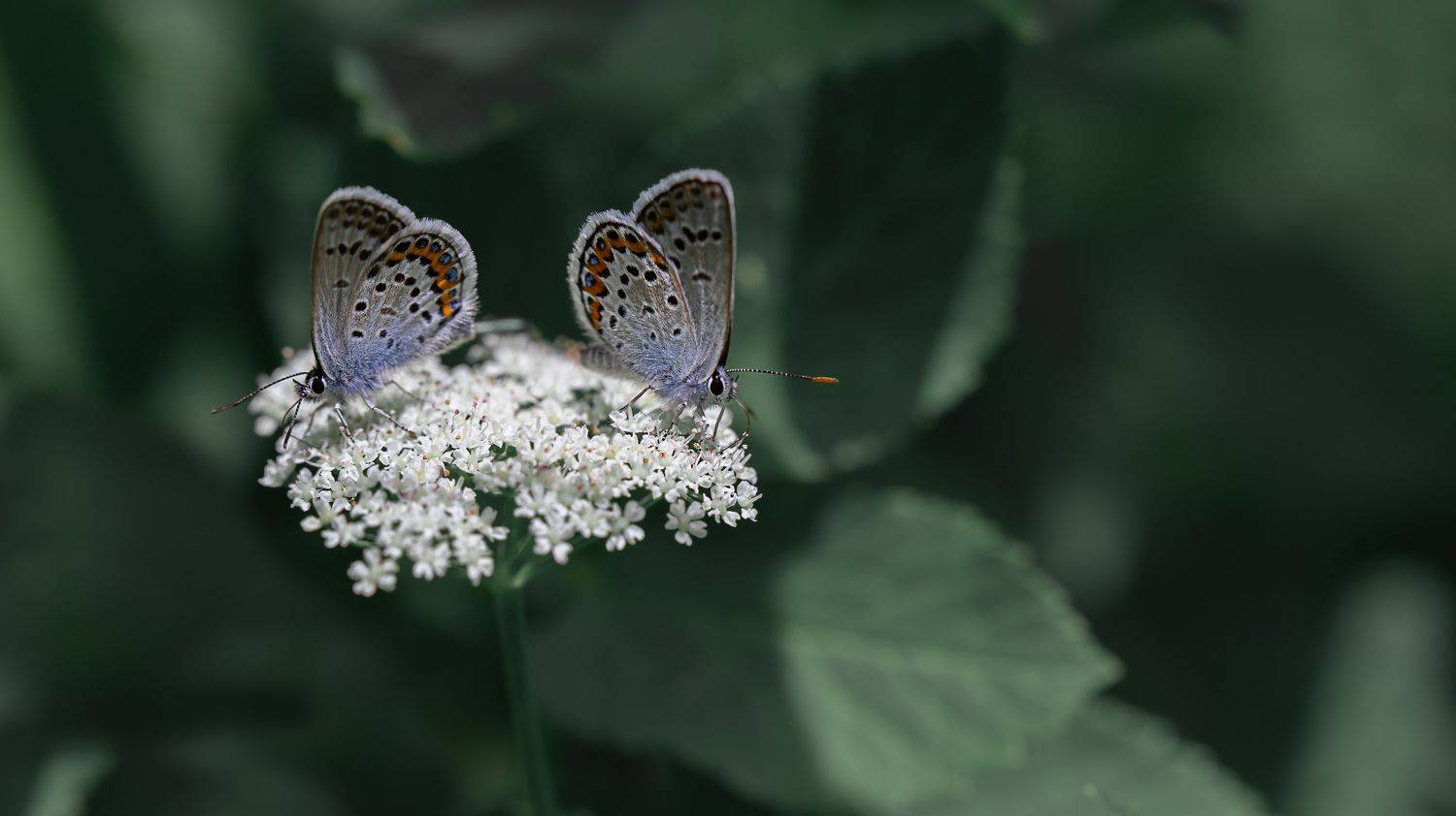 , Мария Обидина