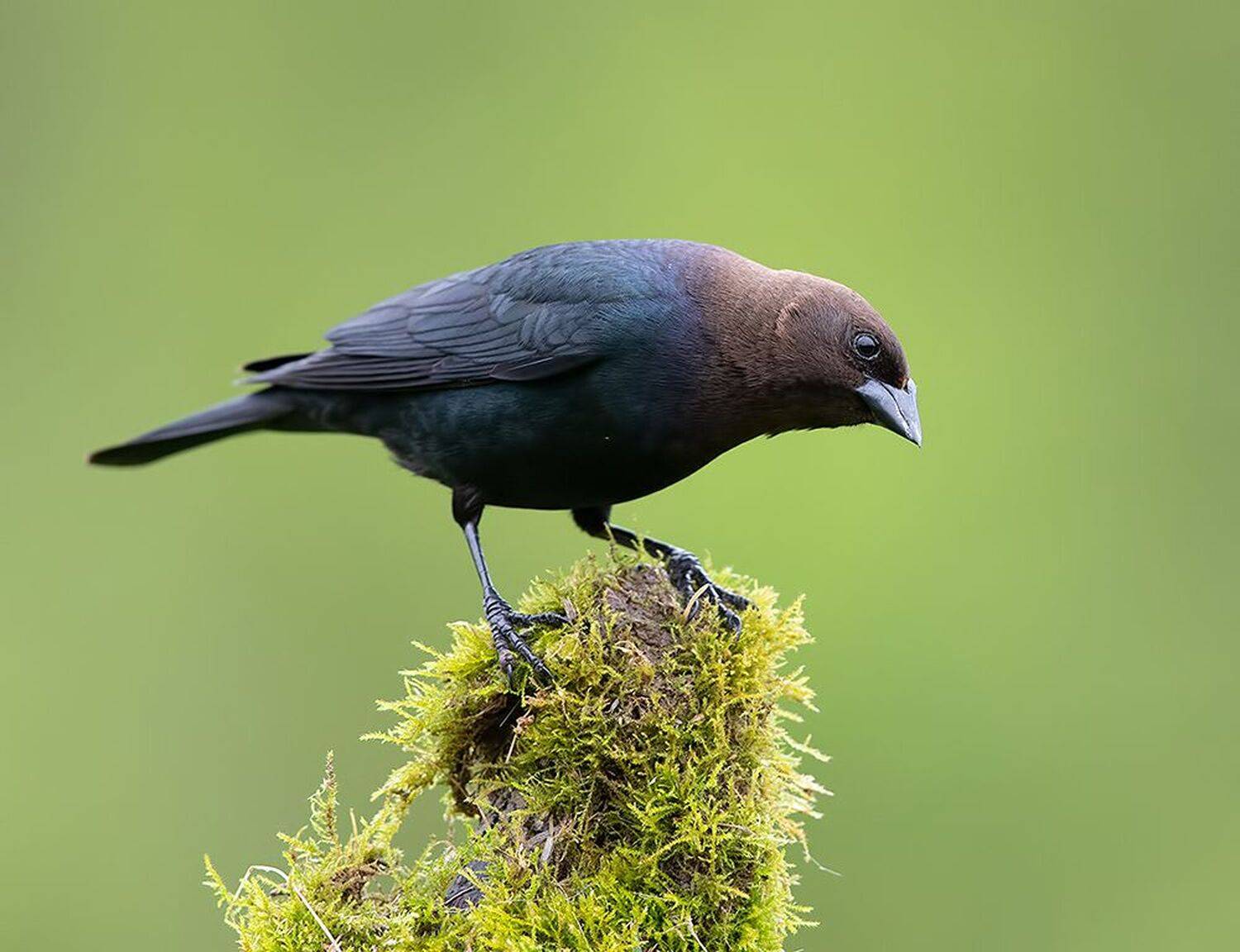 буроголовый коровий трупиал, brown-headed cowbird, трупиал, Etkind Elizabeth