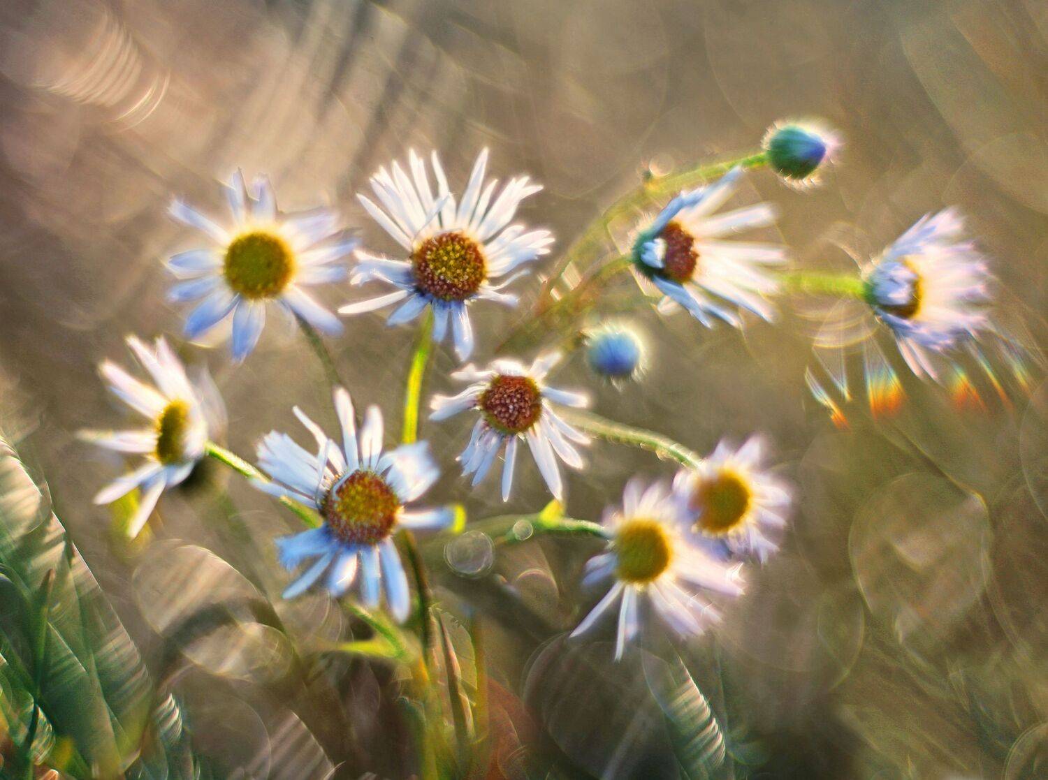 цветы , лето, Александр Свистков