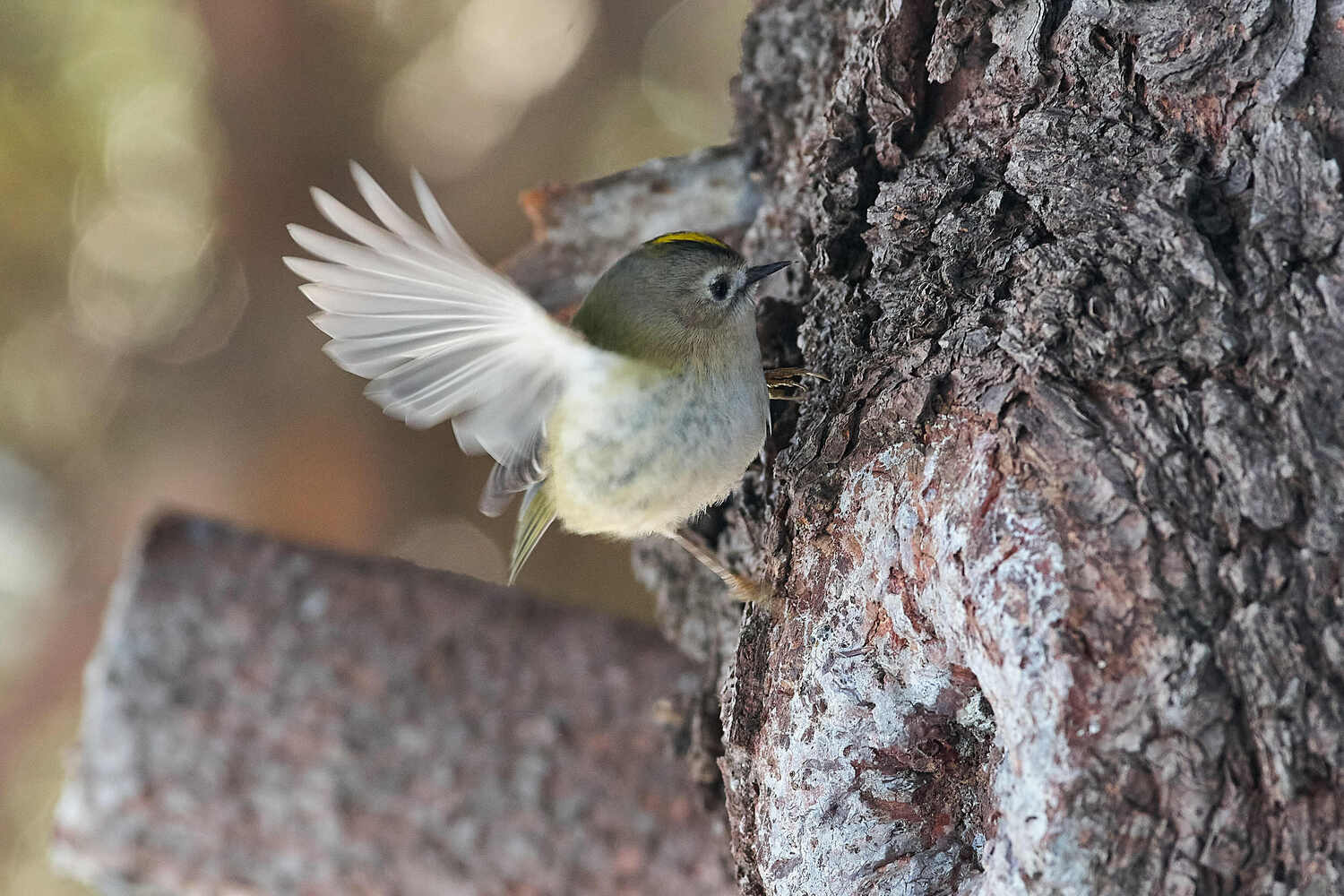 Regulus regulus, volgograd, russia, wildlife, , Сторчилов Павел