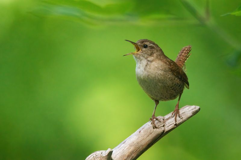 Крапивник фото превью