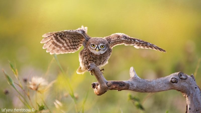 Little Owl фото превью