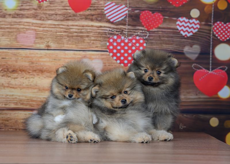 фото превью