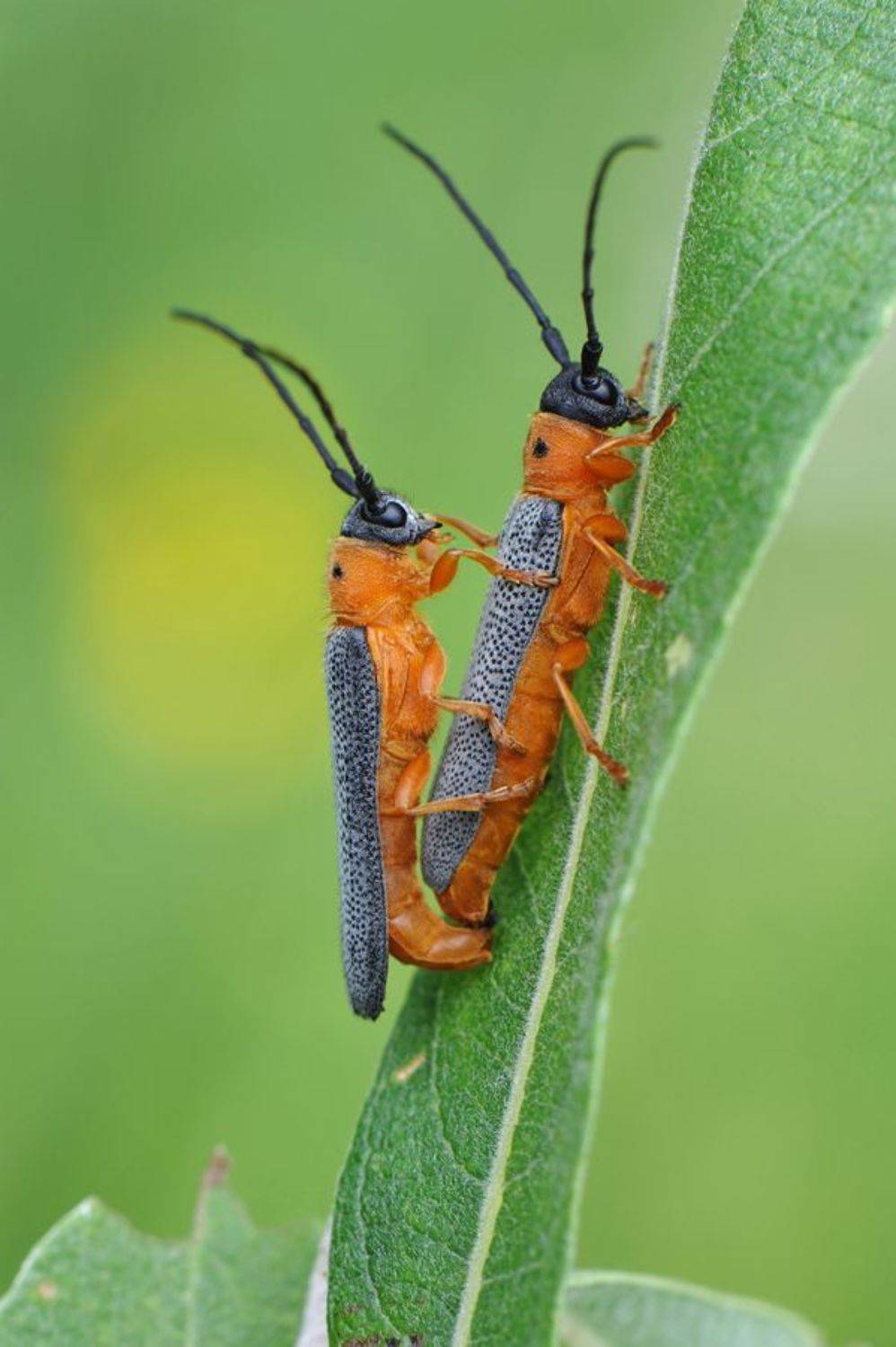 , Чистяков Андрей