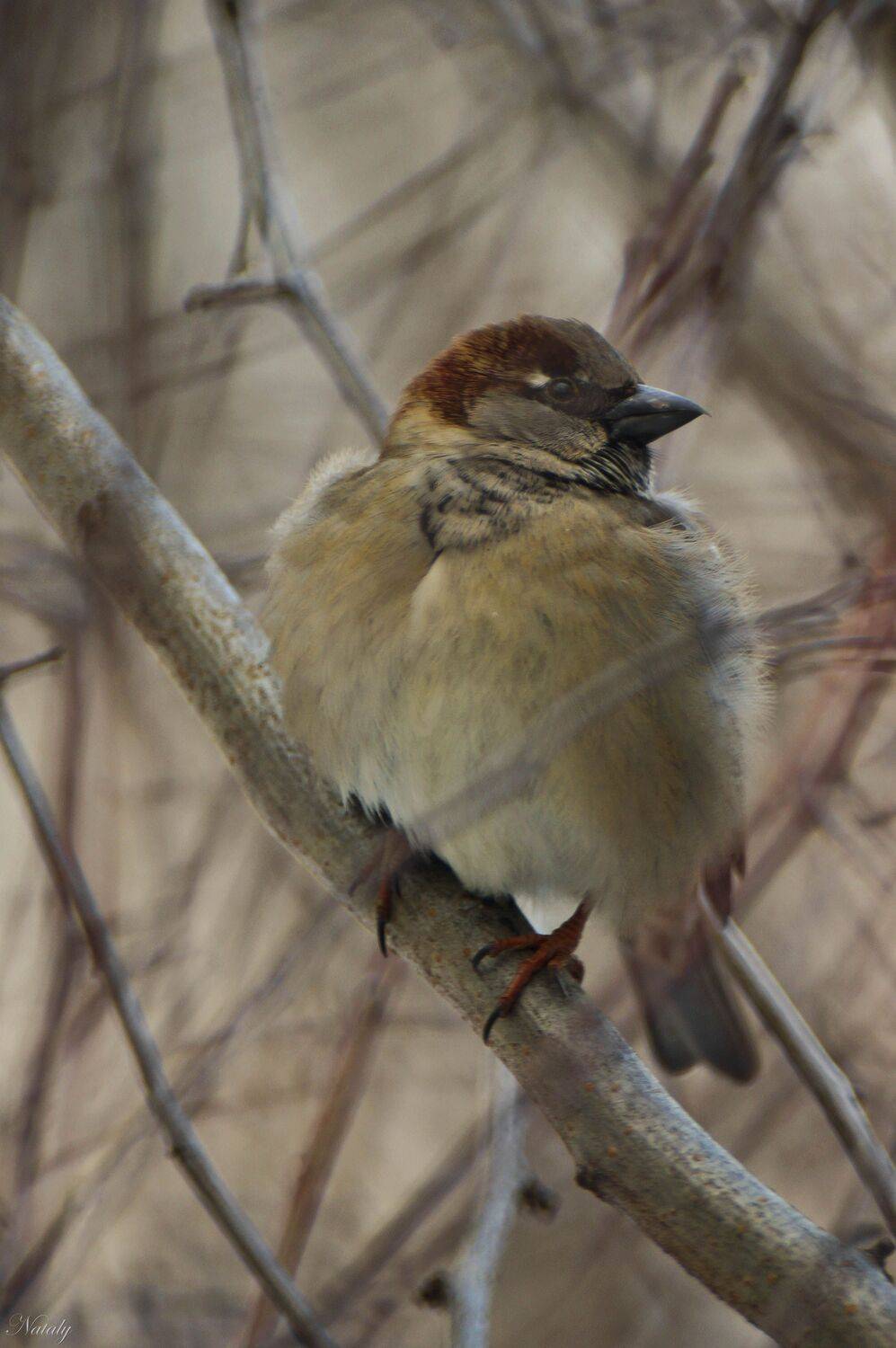 , Екимова Наталья