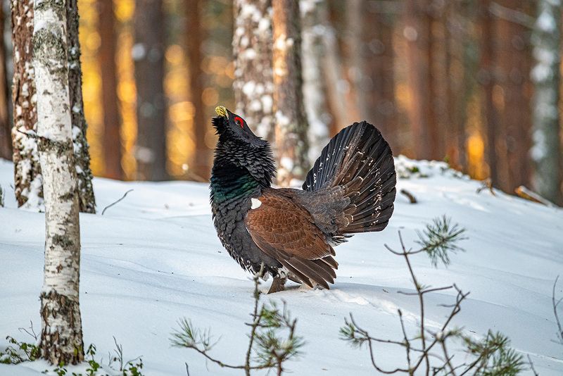 глухарь, беларусь, красный бор Рождественский глухарь фото превью