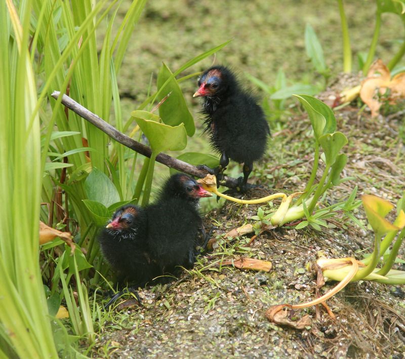 gallinula chloropus Камышата фото превью