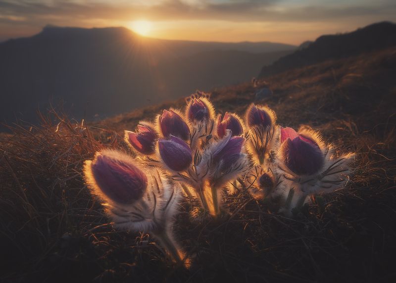 Сон трава на Демерджи фото превью