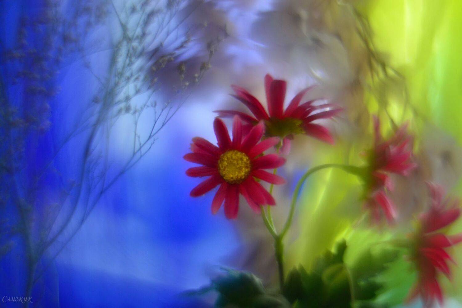 цвет,свет,гелиос, Инаида