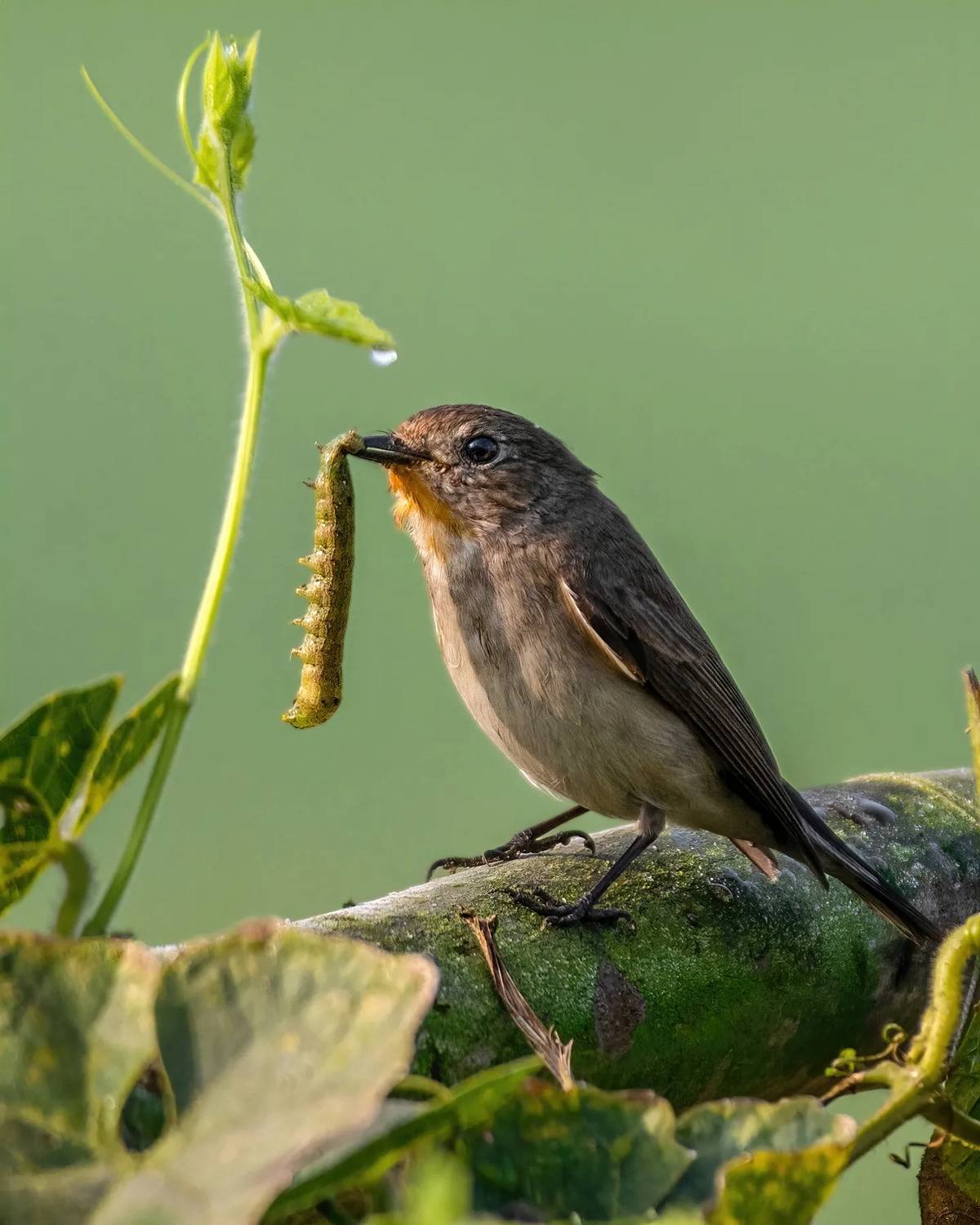 #birds #birdphotography #birding #birdsofindia, Madhurya Mozumder