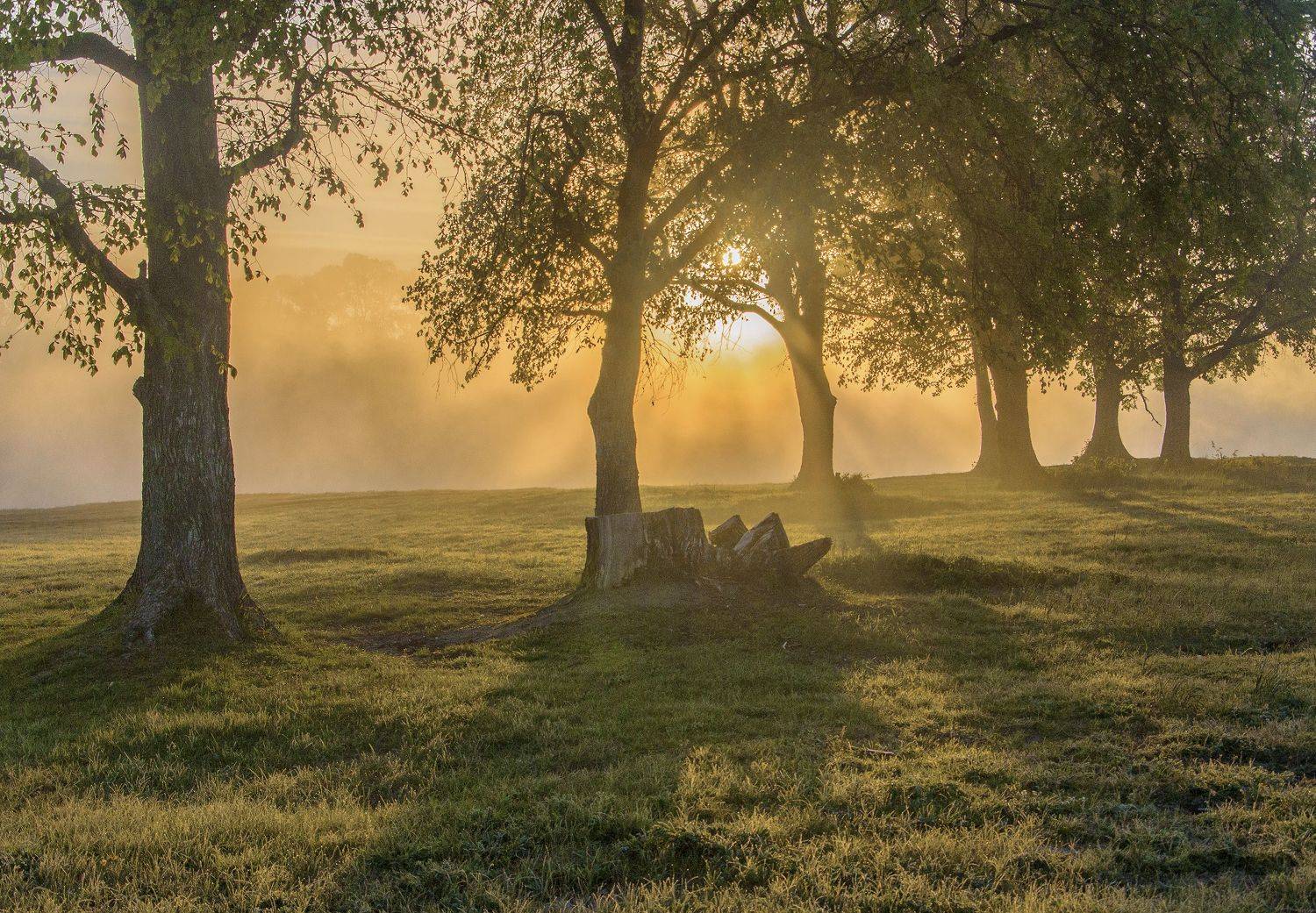туман рассвет, Александр Березуцкий