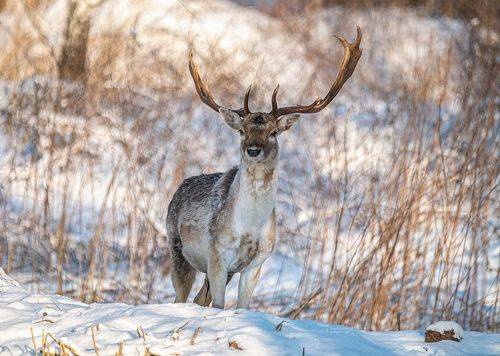 Европейская лань