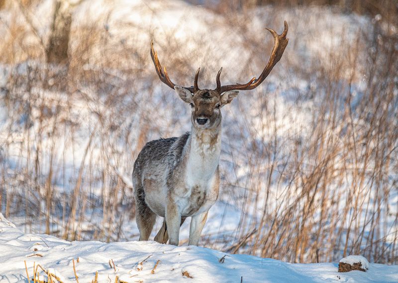 лань, красный бор, беларусь Европейская лань фото превью