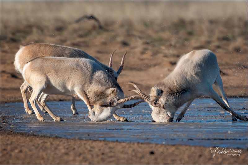 * * * фото превью