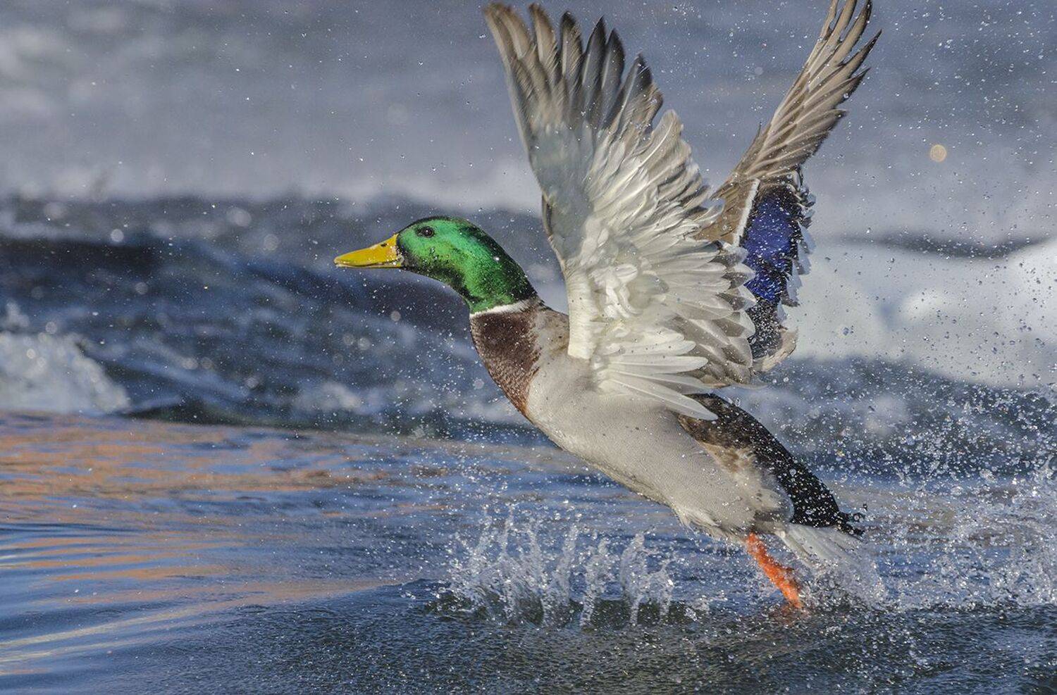 птица, утка, кряква, селезень, Михаил Агеев