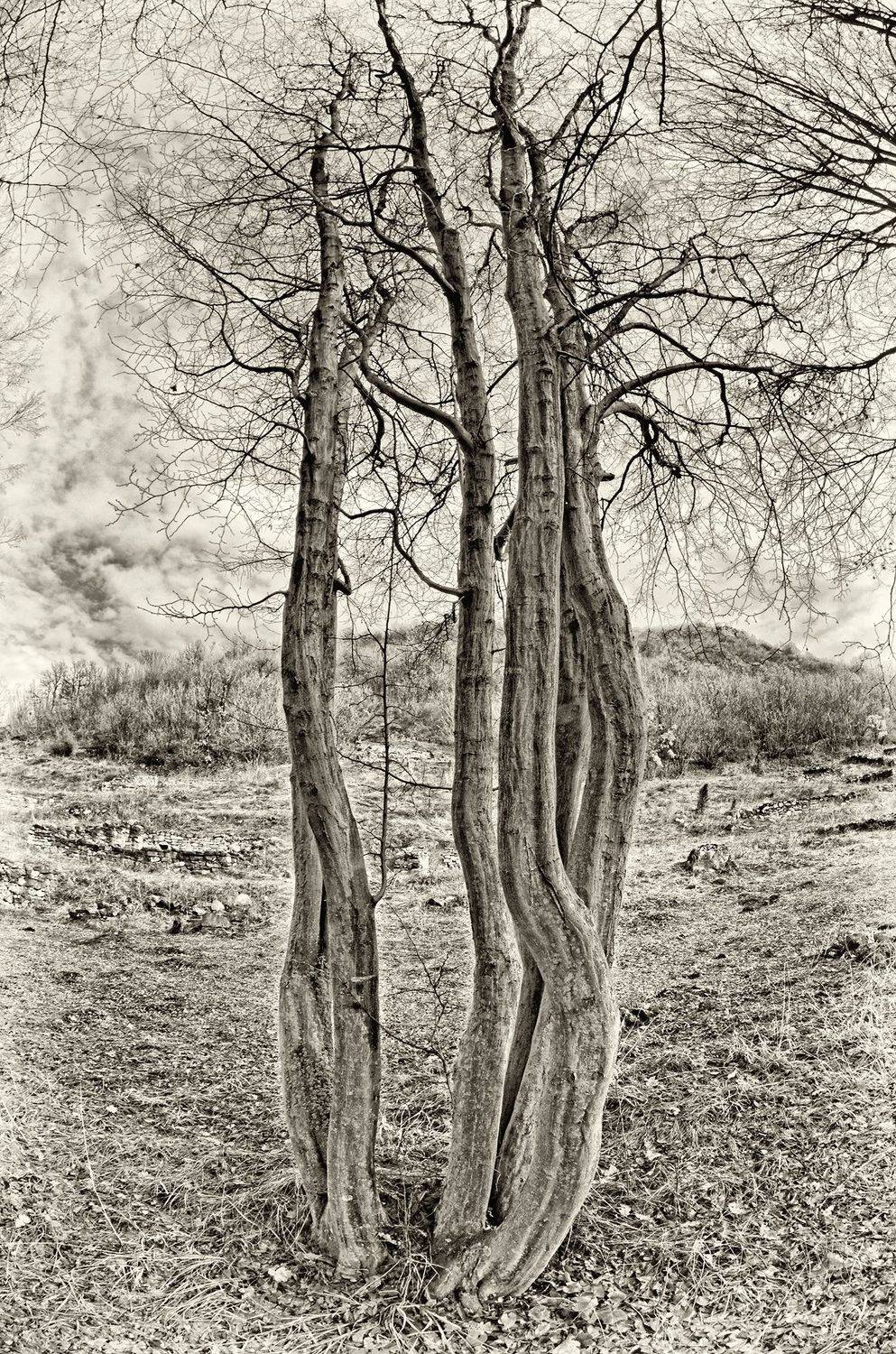 black, black and white, cloud, clouds, forest, image, landscape, nature, photography, sky, tree, trees, white,, Dr Didi Baev