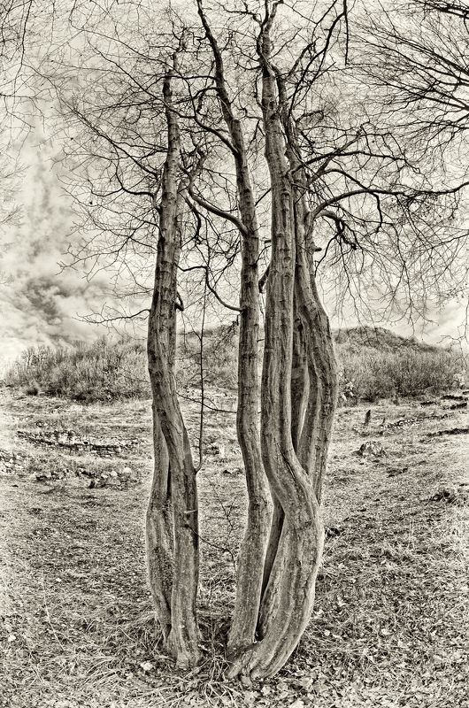 black, black and white, cloud, clouds, forest, image, landscape, nature, photography, sky, tree, trees, white, Gossiping фото превью