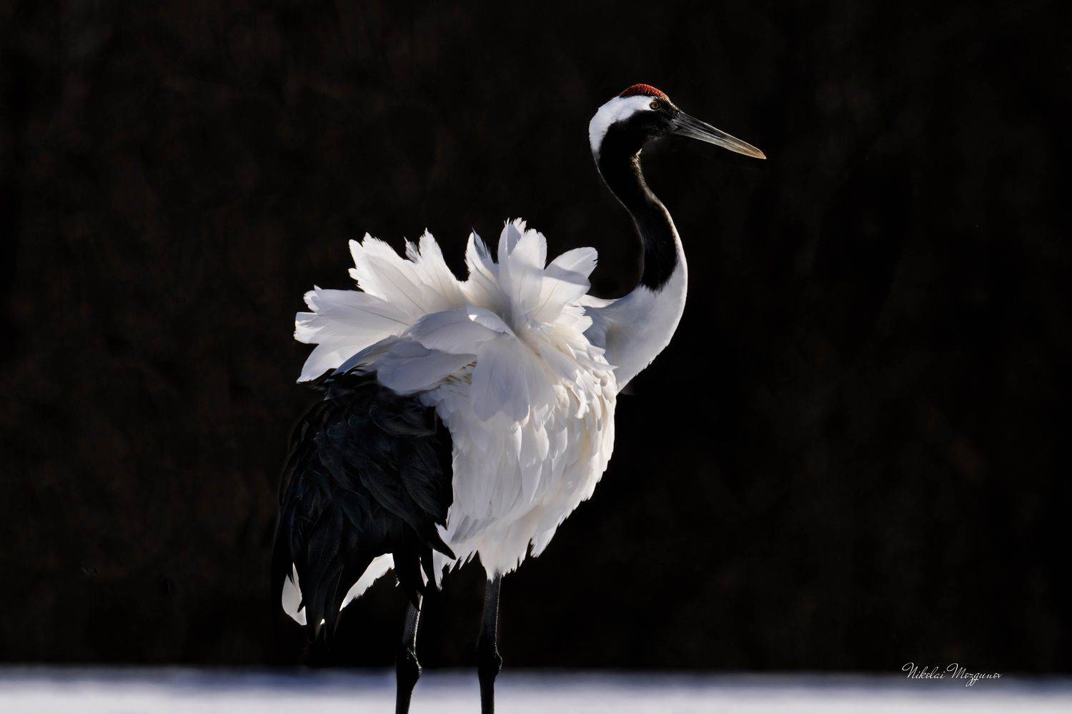 , Николай Мозгунов