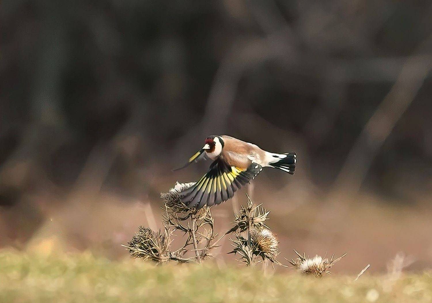 , Красимир Георгиев