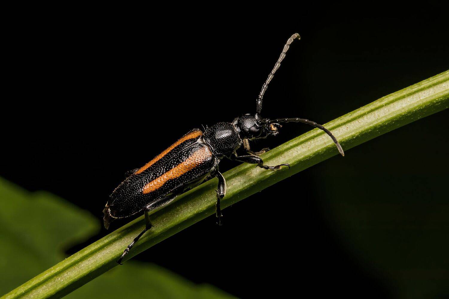 coleoptera, insect, insectphoto, insectmacro, macrophoto, macrophotography, enthomology, nature, beetle, Stephane