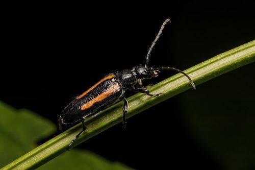 Two-lined Lepture