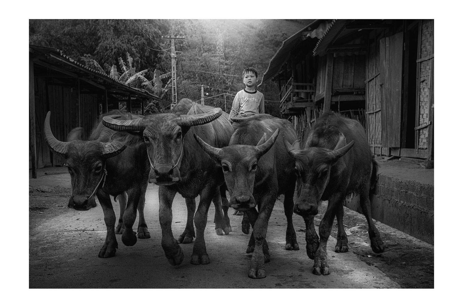 рис, вьетнам, образ, люди, терраса, фотопроект, фототур, выставка, фильм, art, Михалюк Сергей *