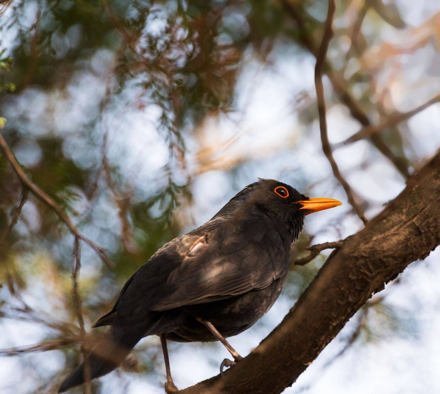 черный, дрозд, Алексей Рыльский