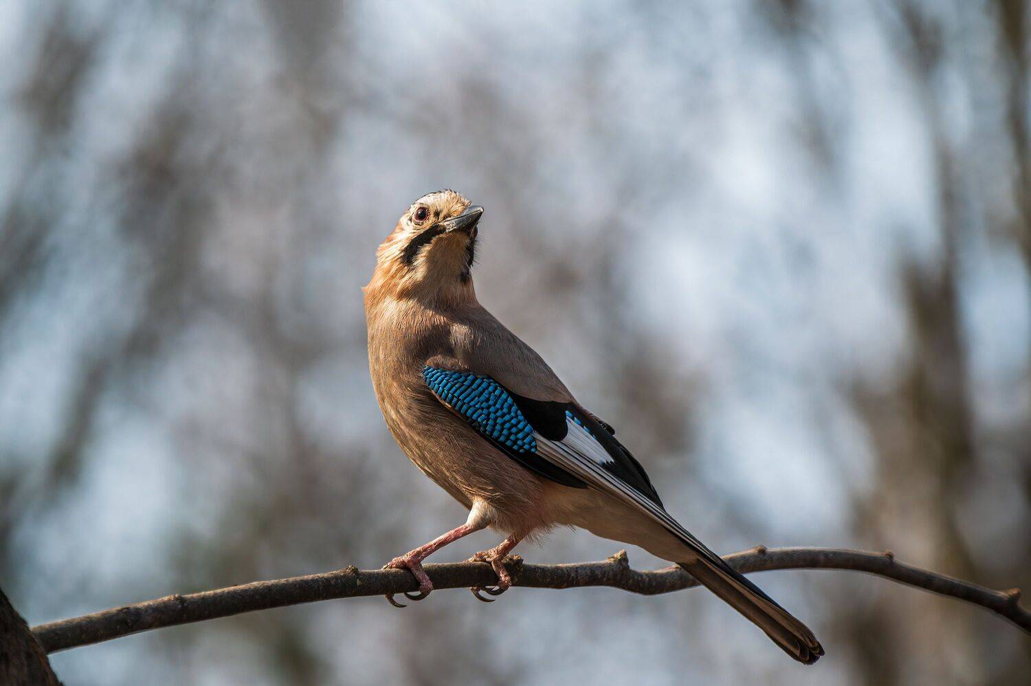 сойка, Алексей Рыльский