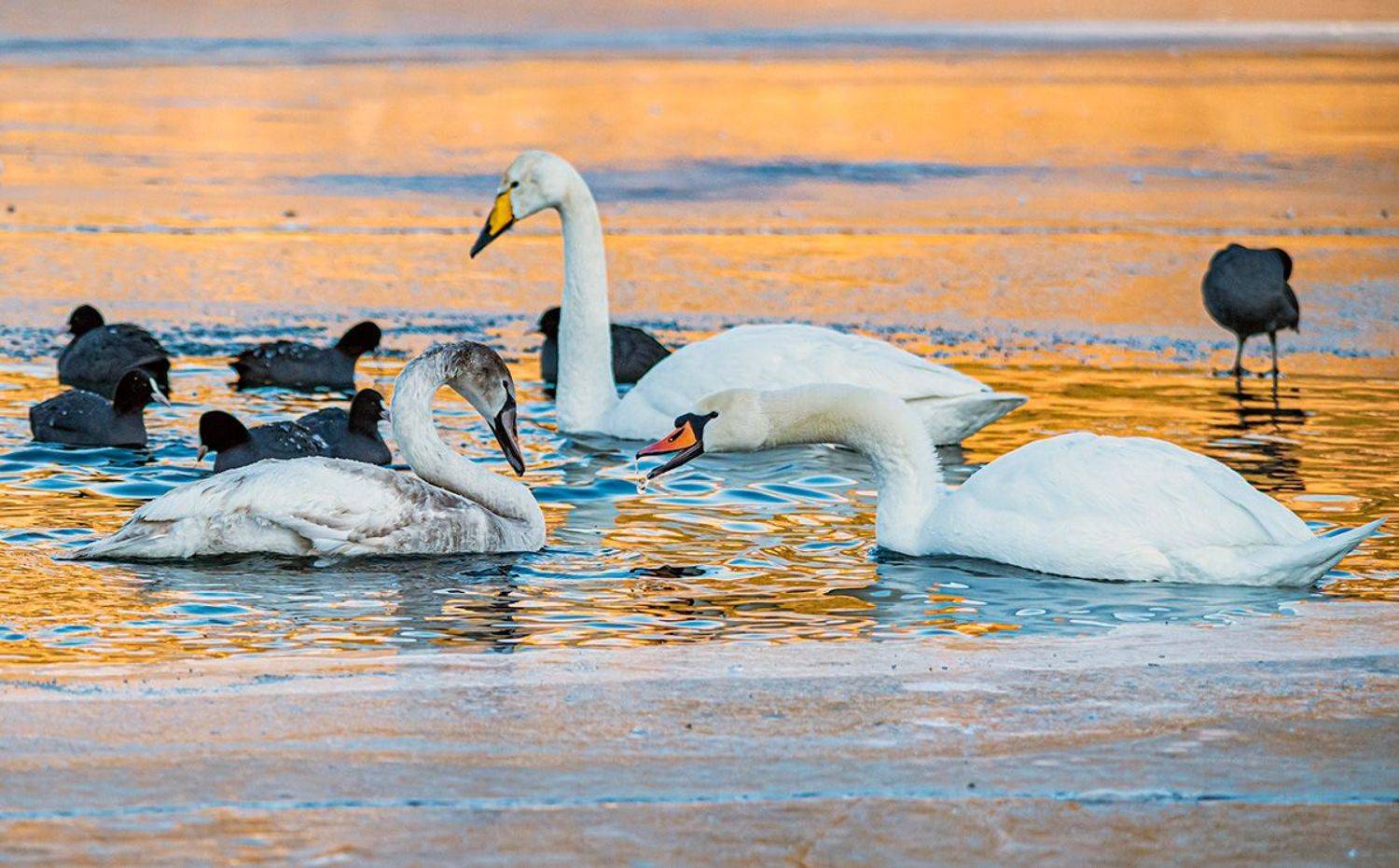 лебедь-шипун, лебедь-кликун, кисловодск, февраль, Сергей Савчук