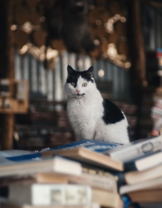 Ученые кошки. фото превью