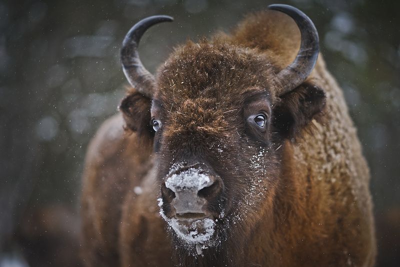 Могучие зубры фото превью