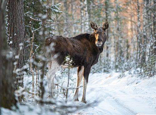 Встреча с лосем