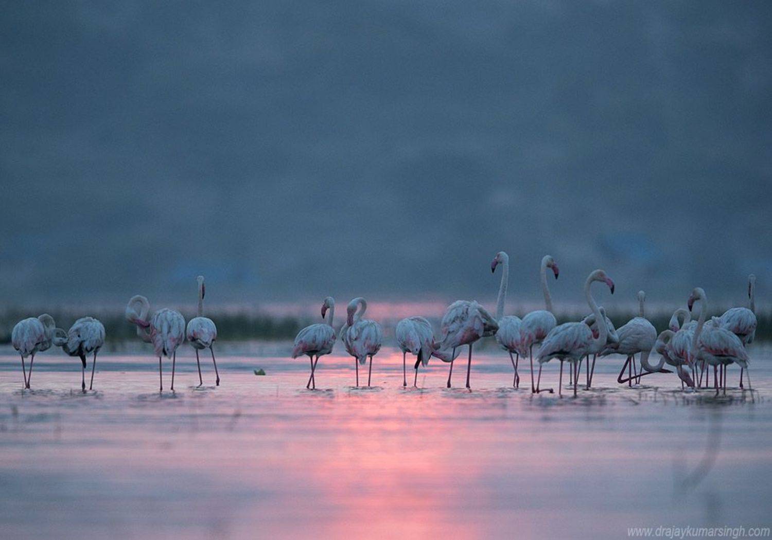 Greater flamingos, Dr Ajay Kumar Singh