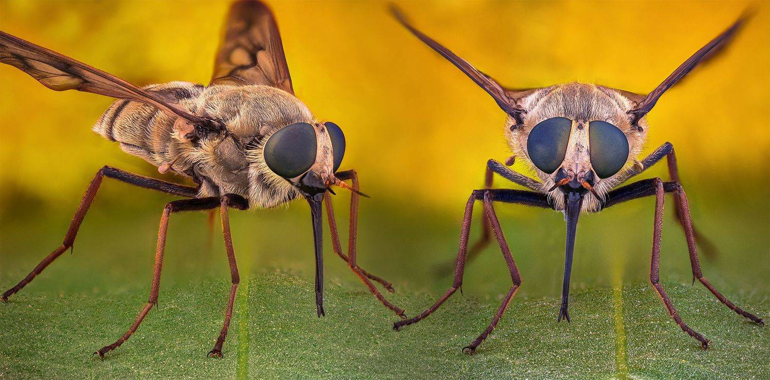 ceclii, macro, Ganev Tsvetan