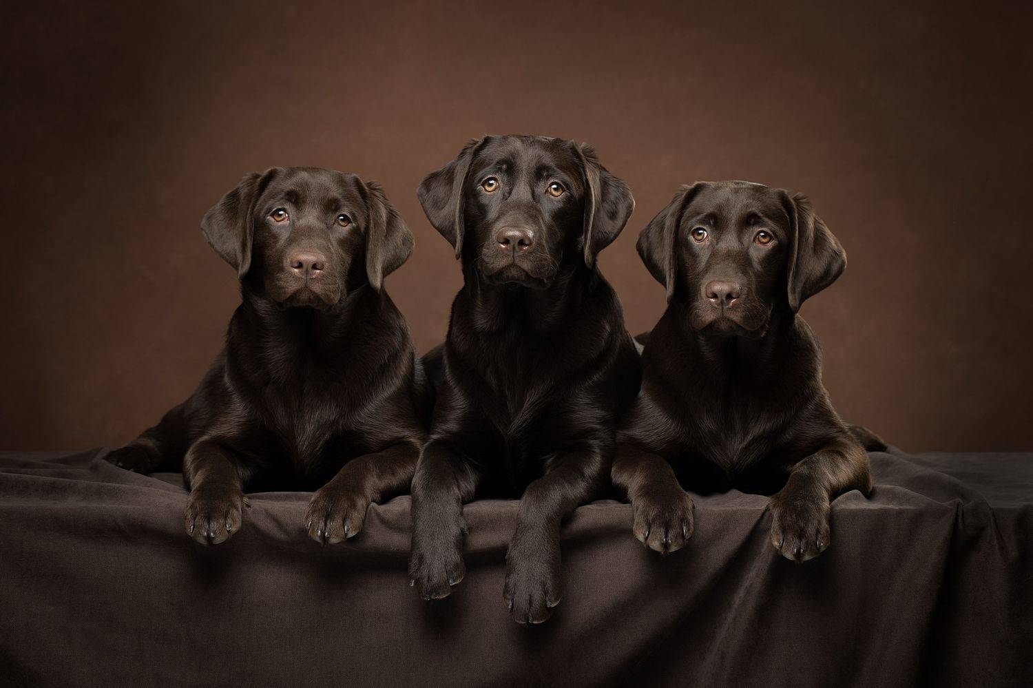 три, Светлана Писарева