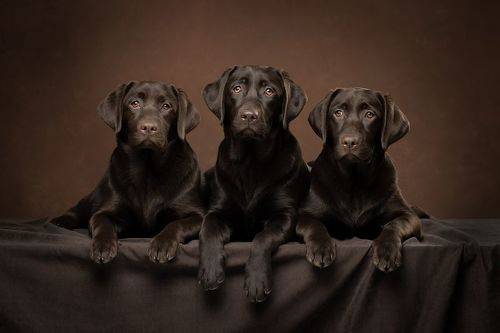 Три сестрицы...