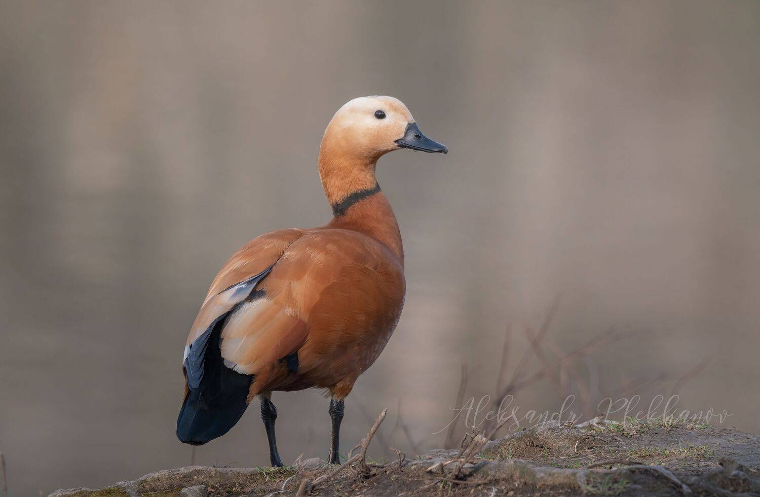 , Александр Плеханов