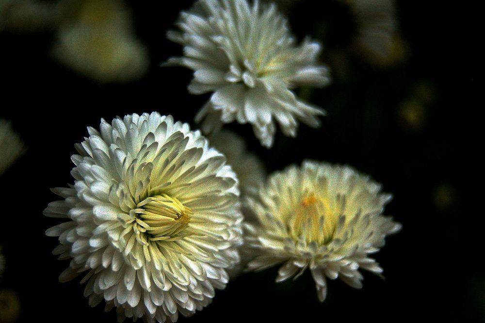 , Николаев Владимир