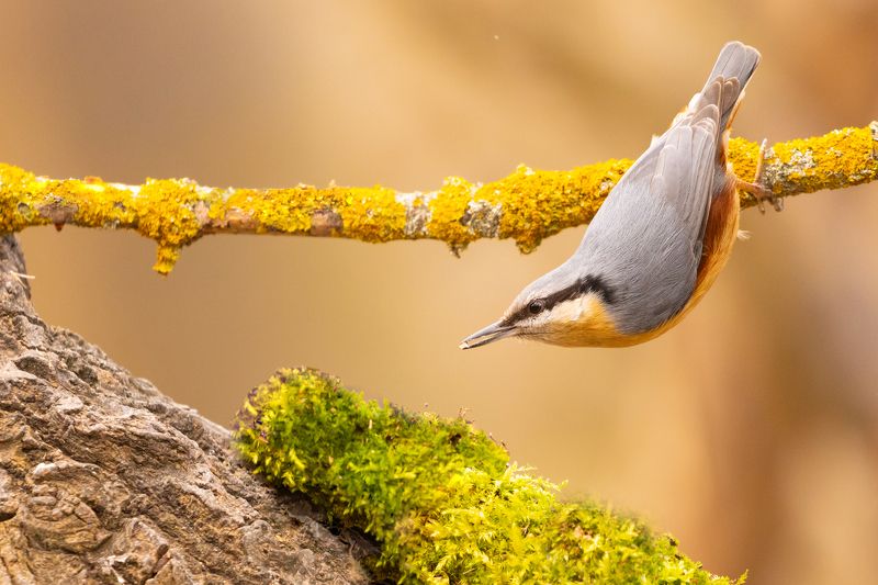 Nuthatch фото превью
