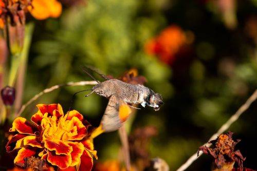 Macroglossum stellatarum